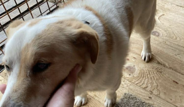 1. fotografia fotogalérie Aktuality / OZNAM OZ Chlpáčik Snina - foto